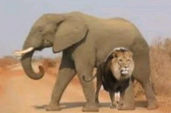 Image ajoutée par lionoil