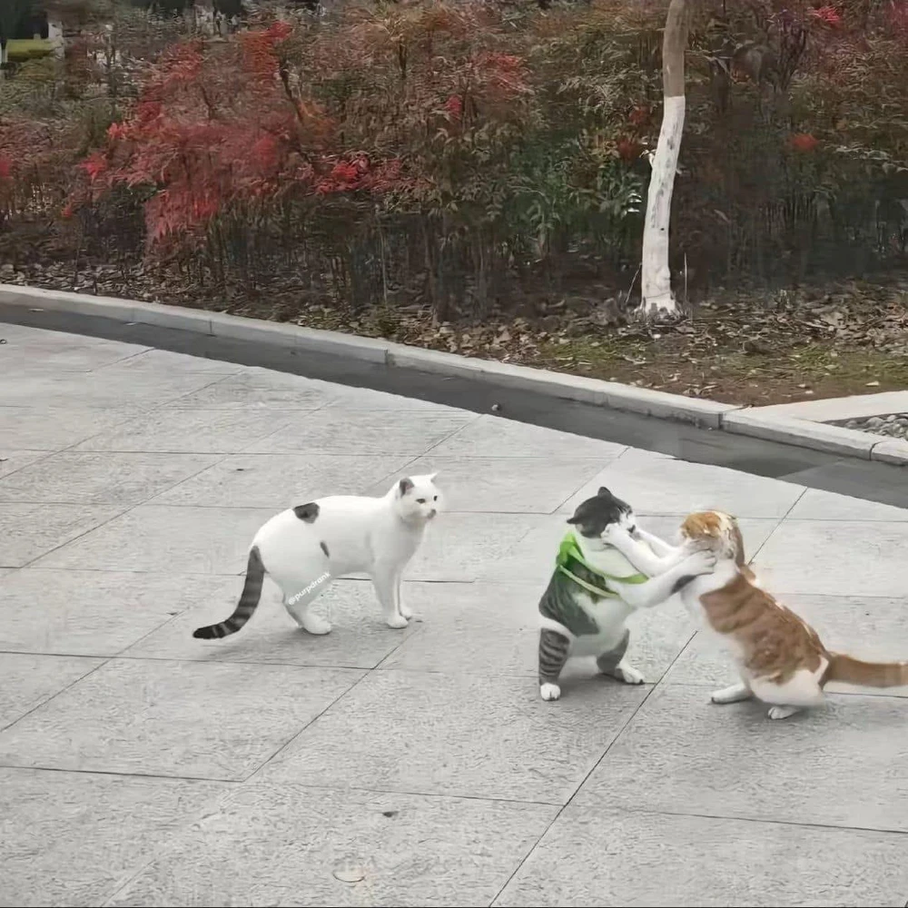 GIF uploaded by Jynipher