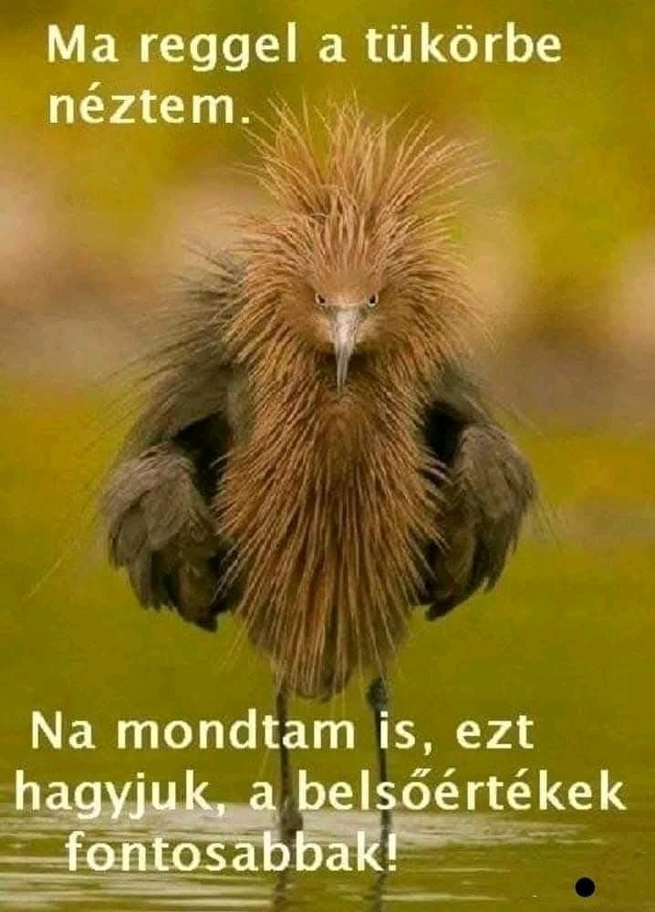 vanazúgy által feltöltött GIF