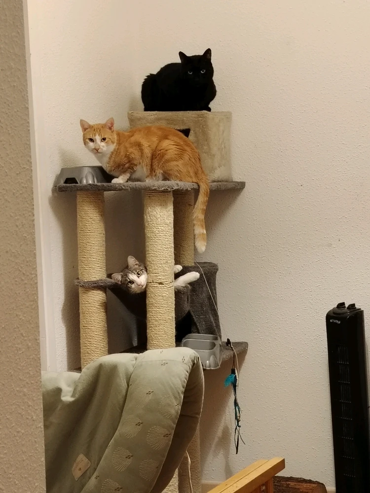 GIF ajouté par Ella