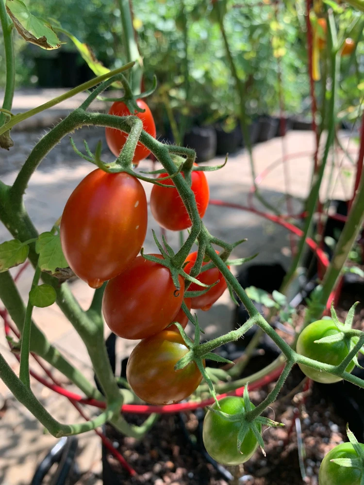 A Better Way Of Life