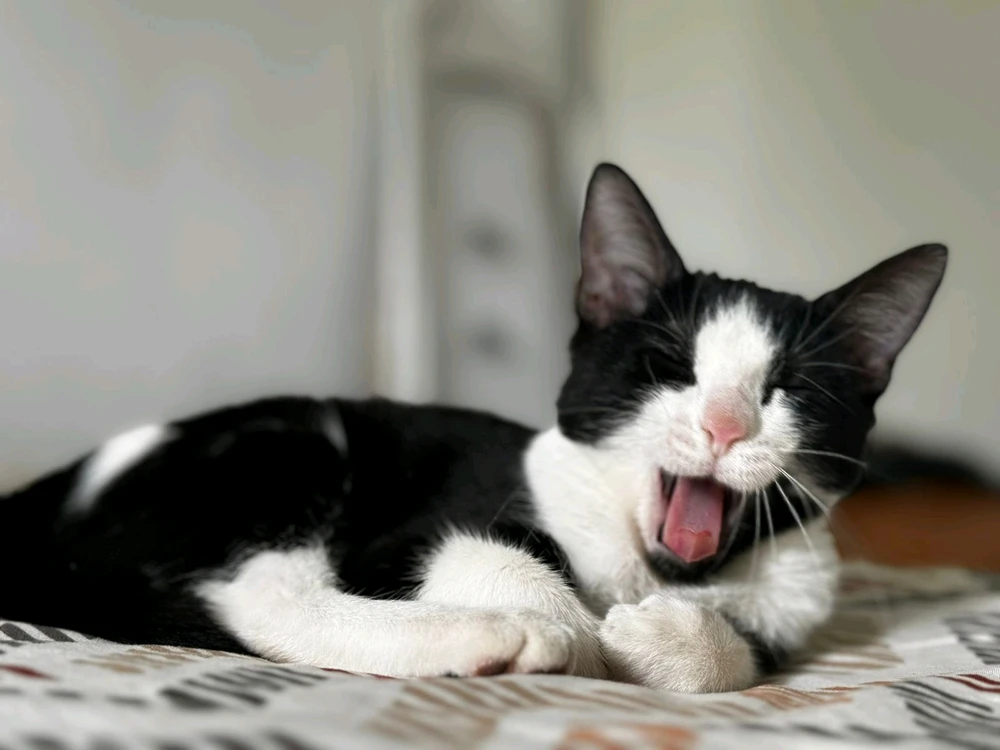 Imagen subida por Rafita