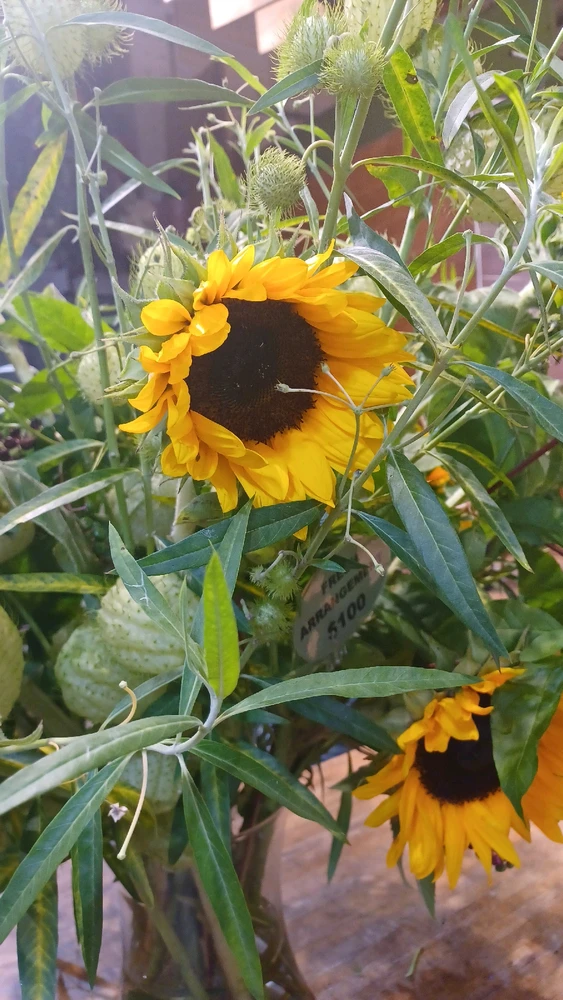 Image uploaded by Beee