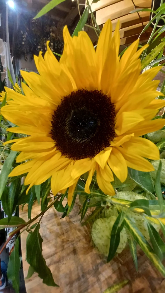 Image uploaded by Beee