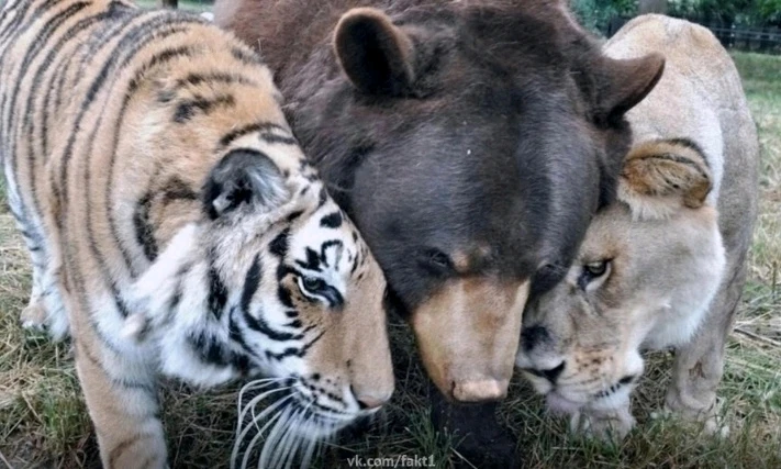 GIF загрузил Наталья