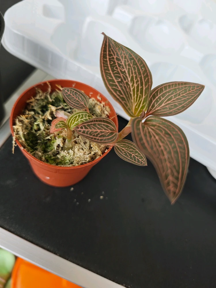 Immagine caricata da Elisa