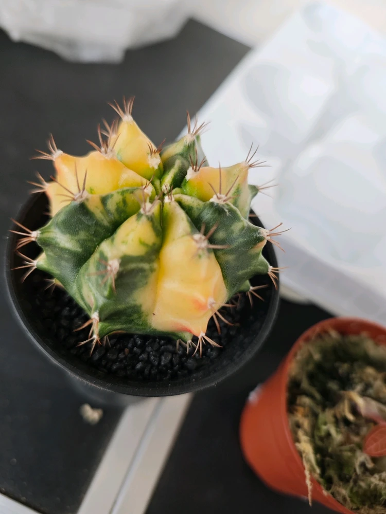 Immagine caricata da Elisa