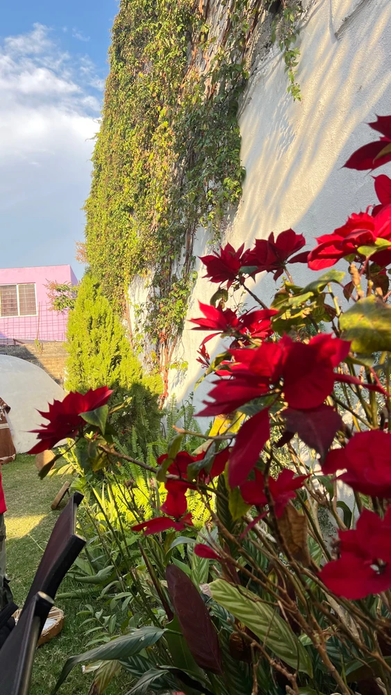 Image uploaded by Christian