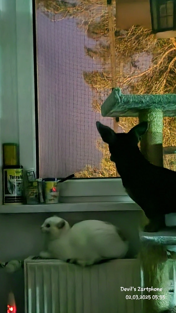 GIF hochgeladen von Devil