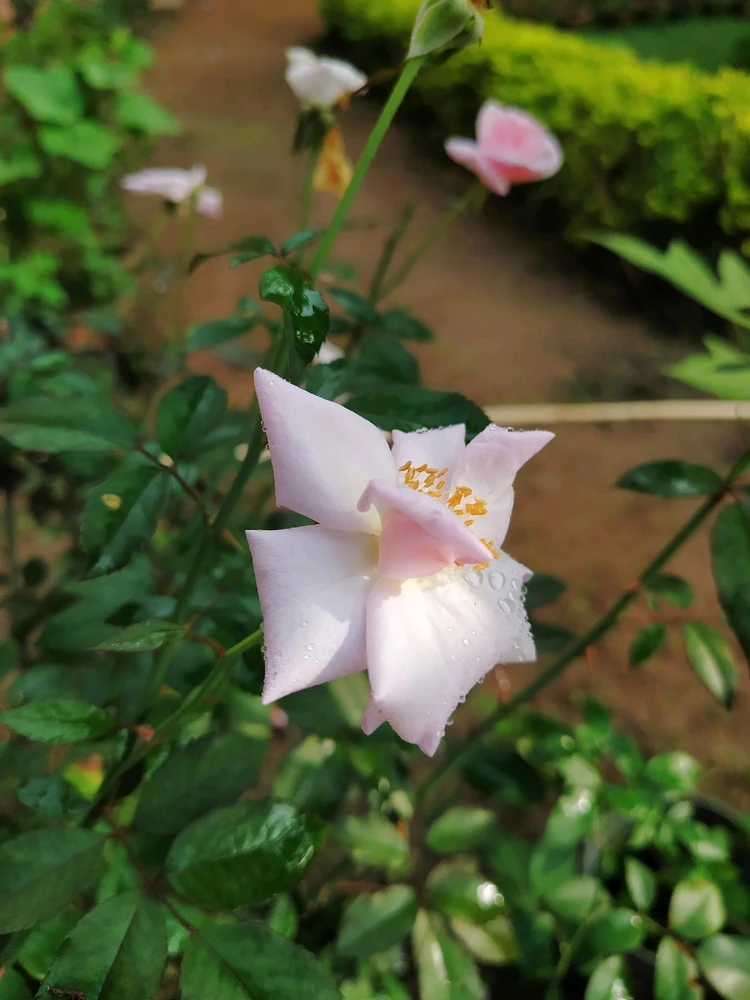 Image uploaded by Chandan