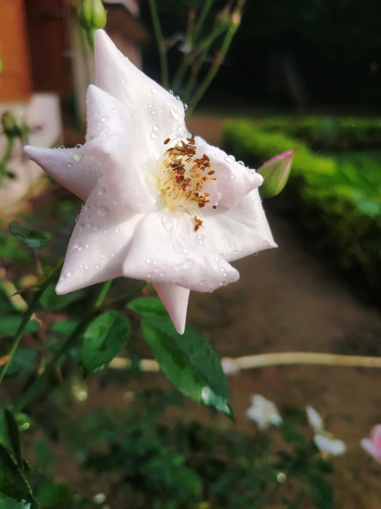 Image uploaded by Chandan