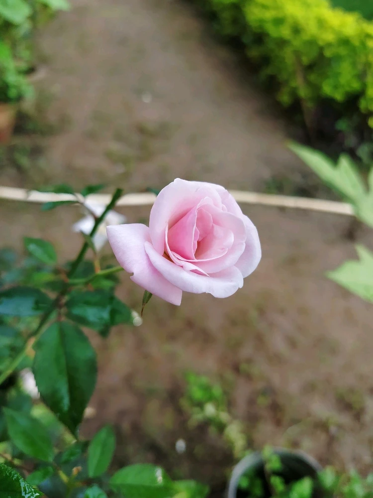 Image uploaded by Chandan