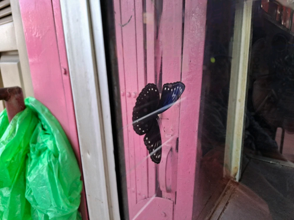 Image uploaded by Edo