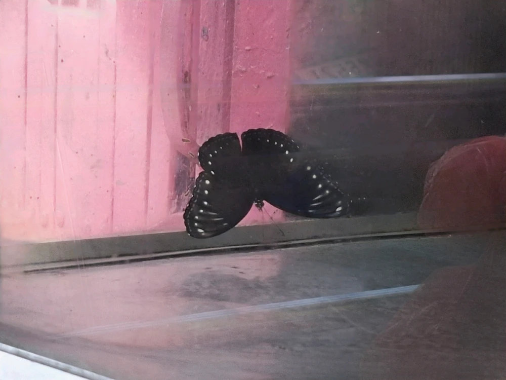 Image uploaded by Edo