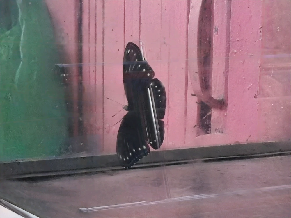 Image uploaded by Edo