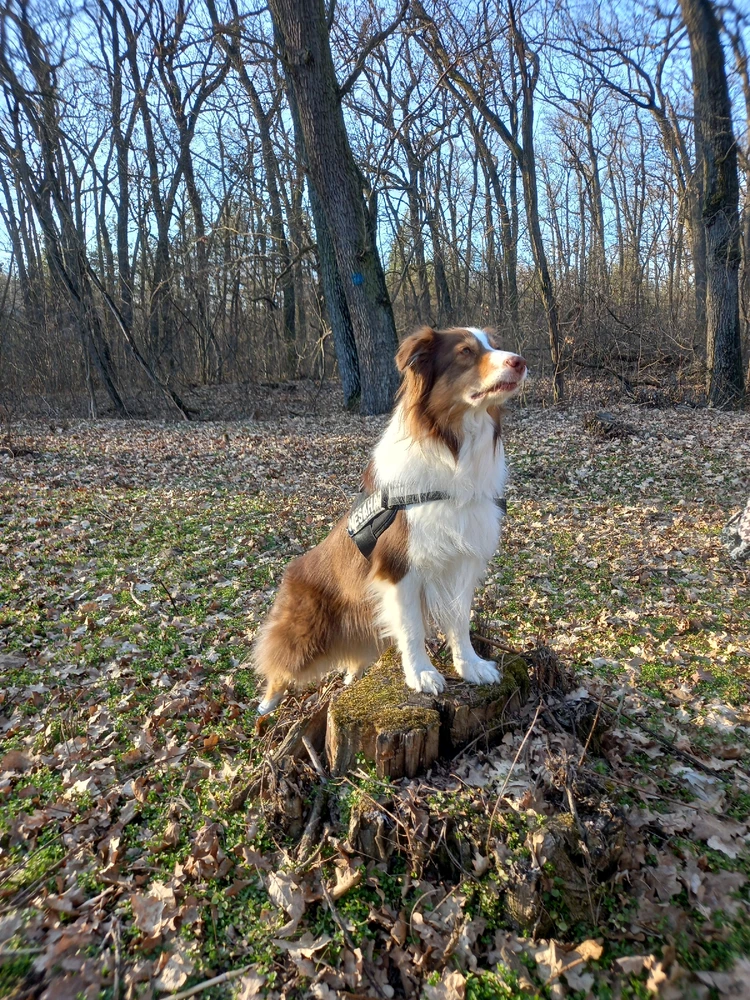 Obrázek nahrál Svatava