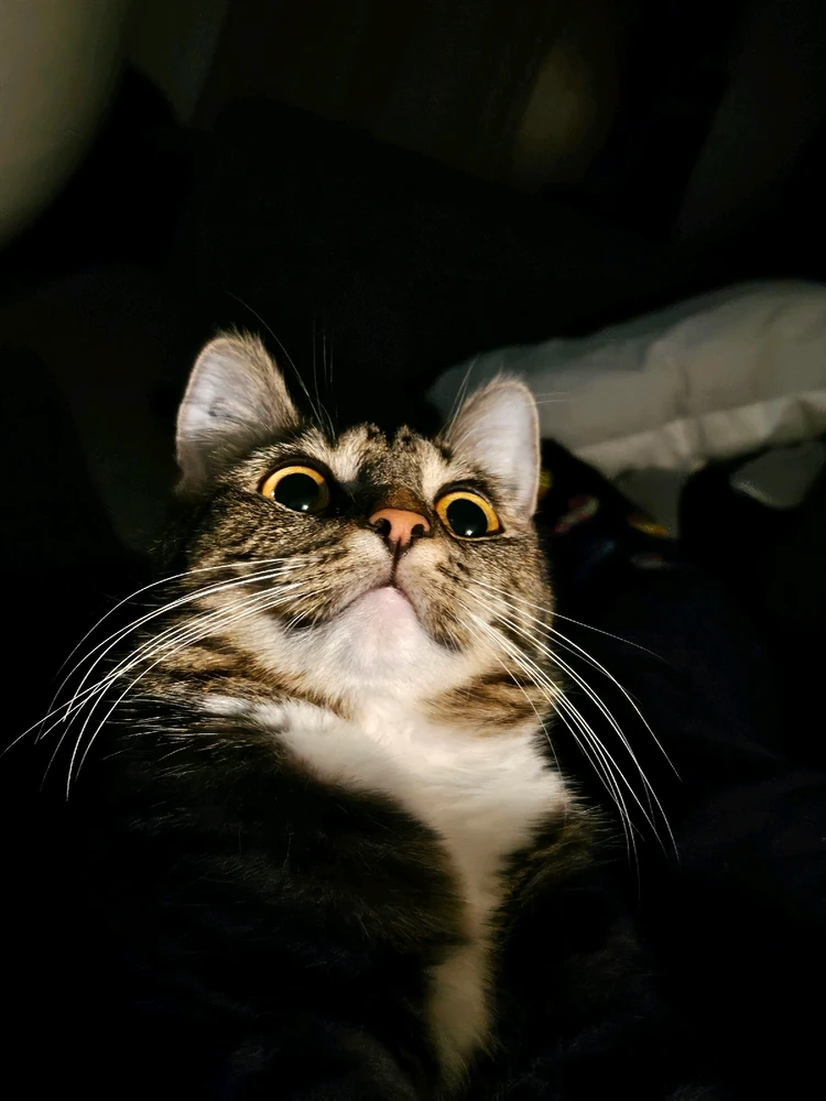 GIF diunggah dening Tobias Aabo