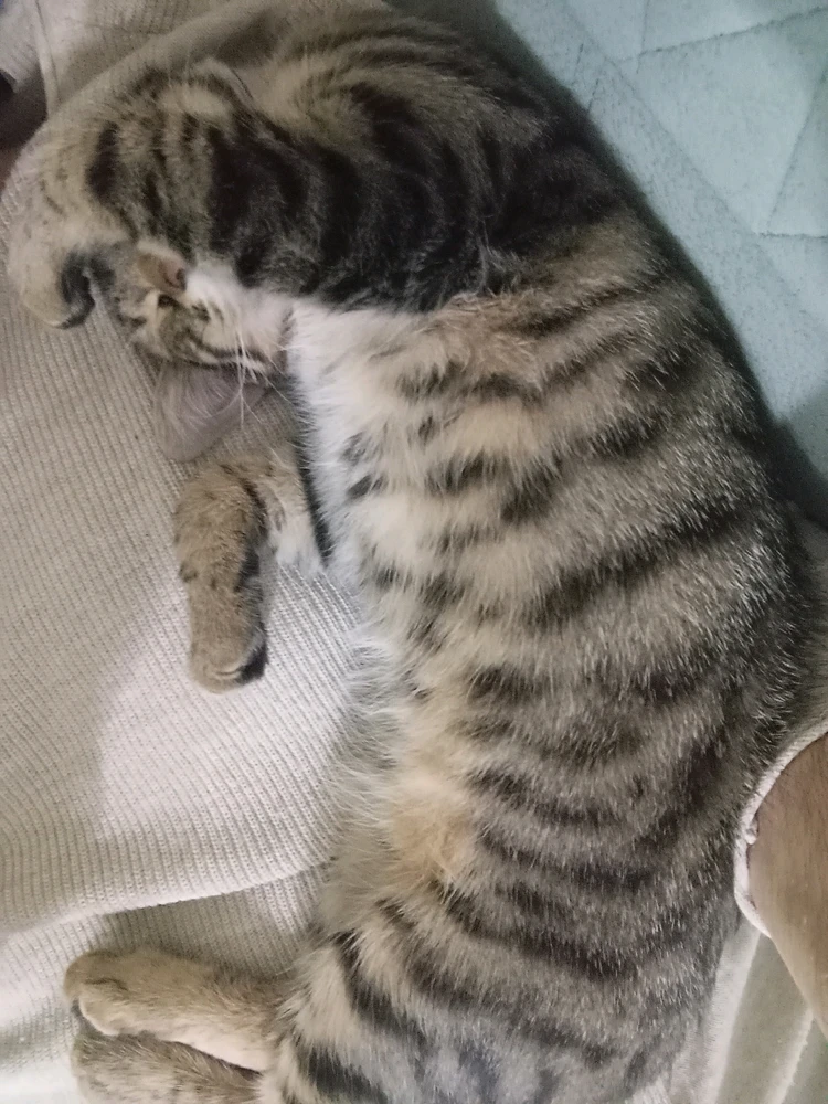 Cengizhan tarafından yüklenen GIF