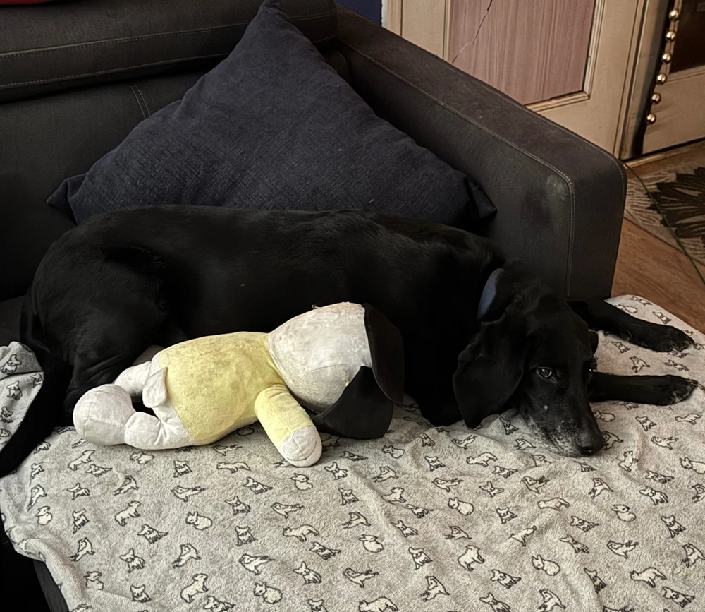 GIF diunggah dening Michael