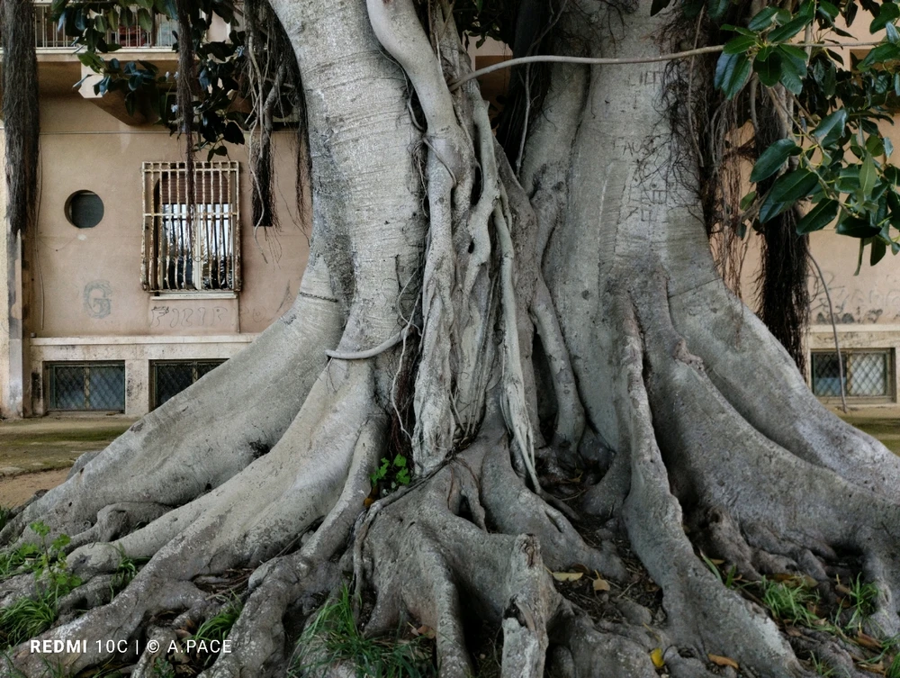 Immagine caricata da Alessandro | alpacigno