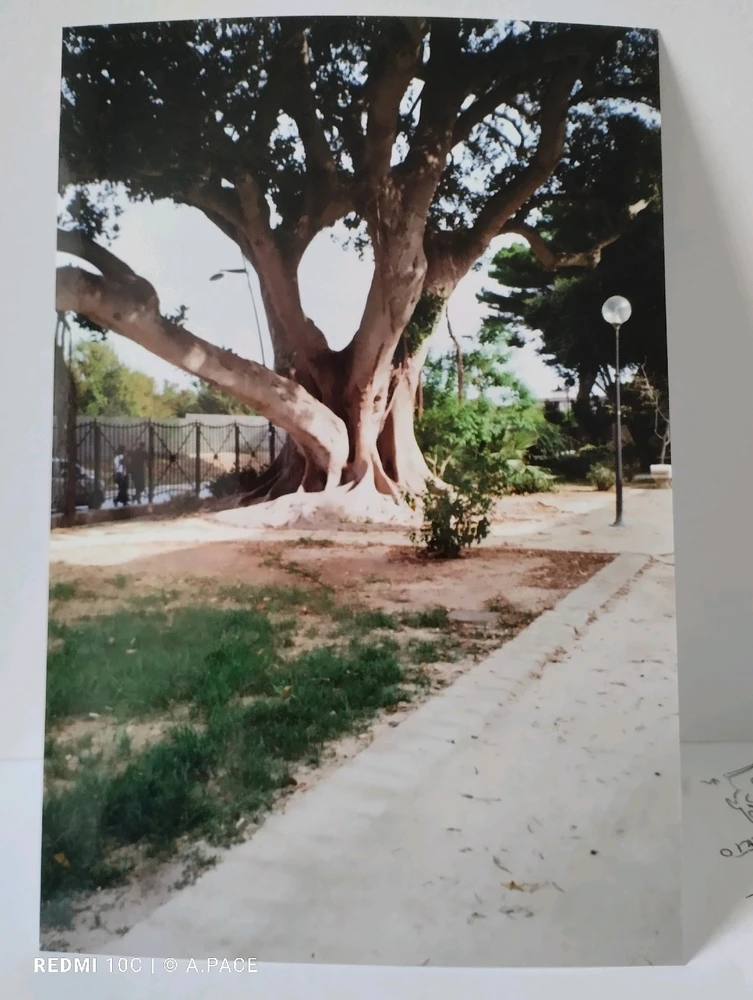 Immagine caricata da Alessandro | alpacigno