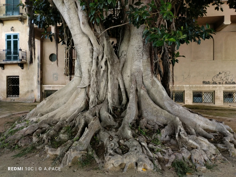 Immagine caricata da Alessandro | alpacigno