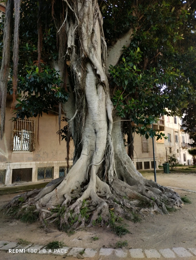 Immagine caricata da Alessandro | alpacigno