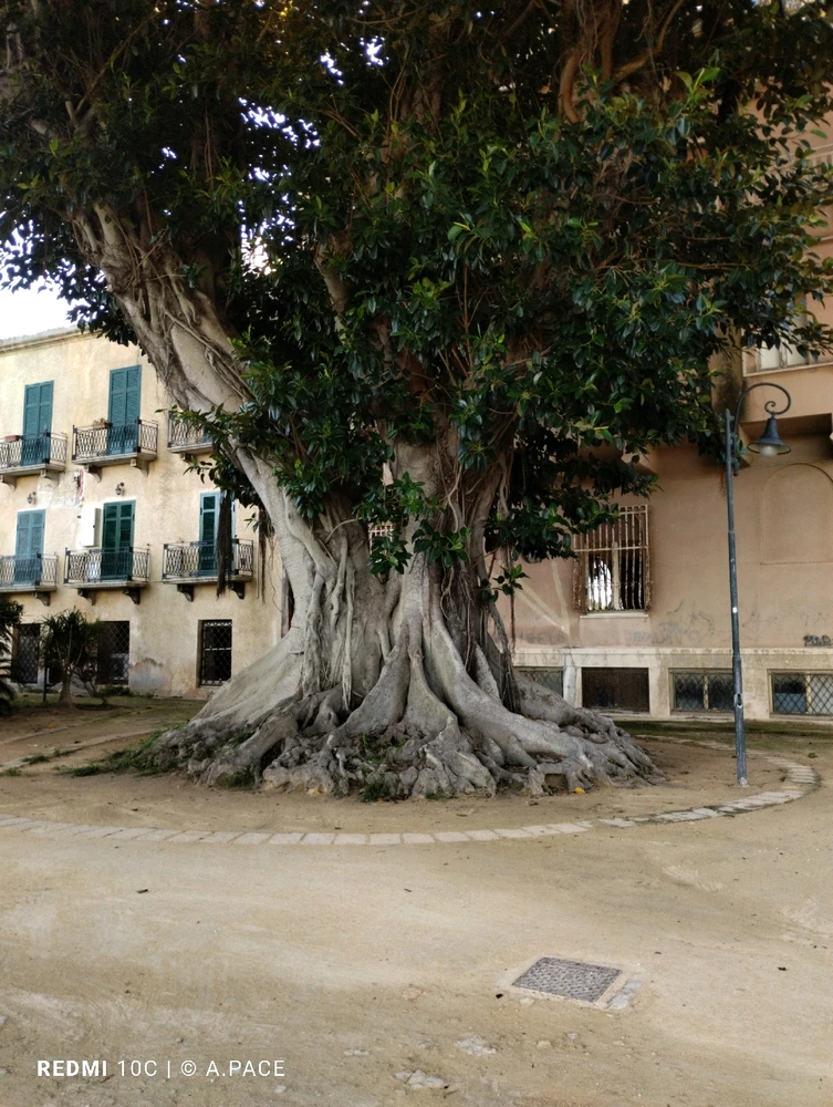 Immagine caricata da Alessandro | alpacigno