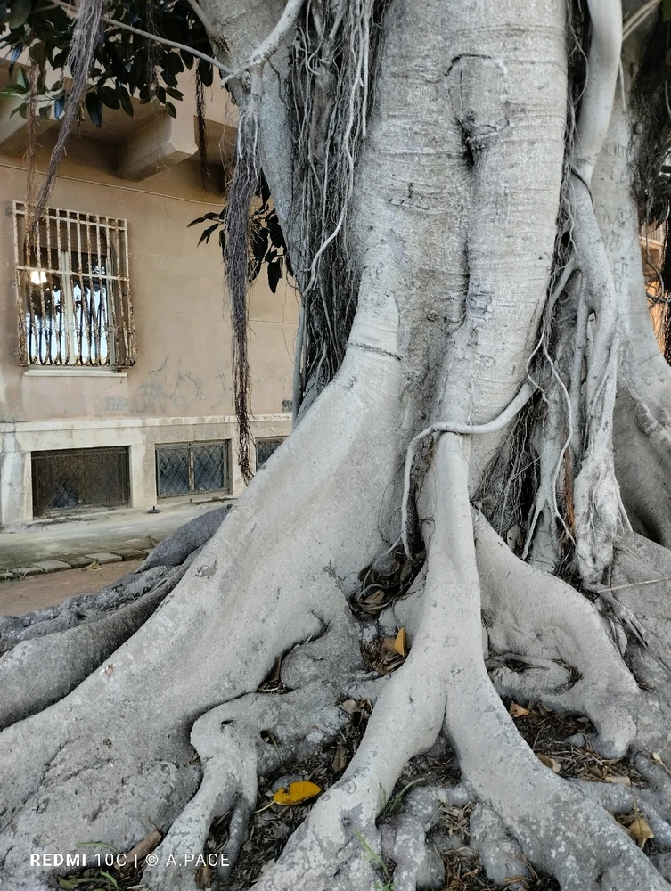 Immagine caricata da Alessandro | alpacigno