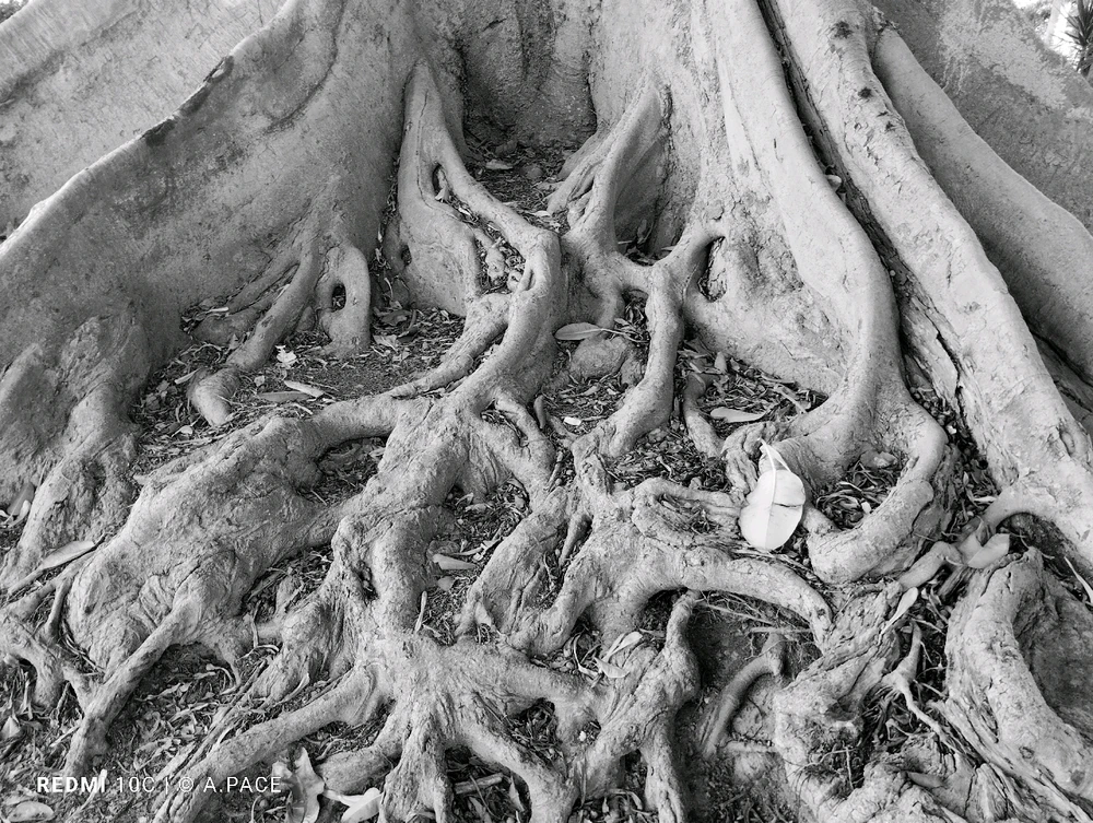 Immagine caricata da Alessandro | alpacigno