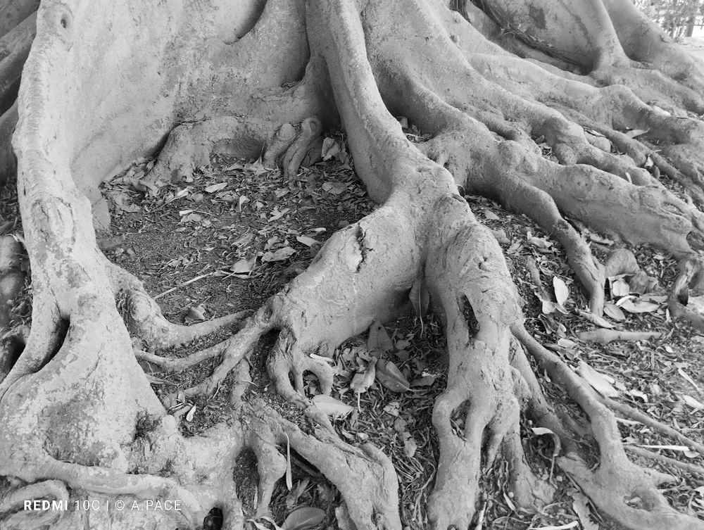 Immagine caricata da Alessandro | alpacigno