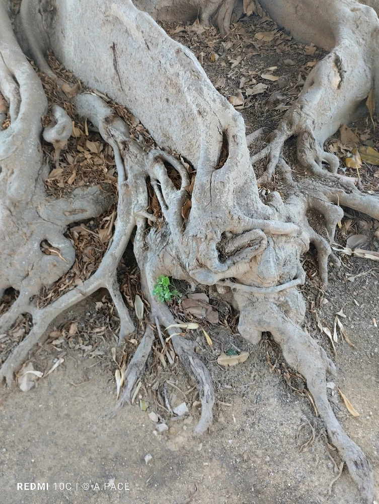 Immagine caricata da Alessandro | alpacigno