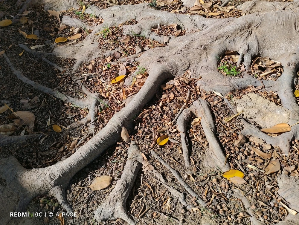 Immagine caricata da Alessandro | alpacigno