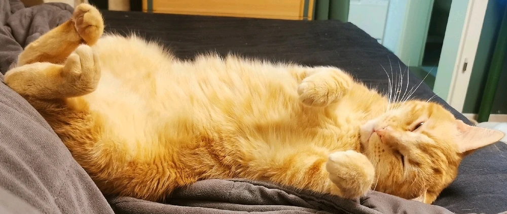 GIF hochgeladen von Kristian