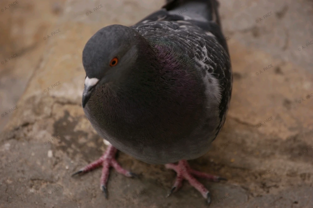 Immagine caricata da Alessandro | alpacigno