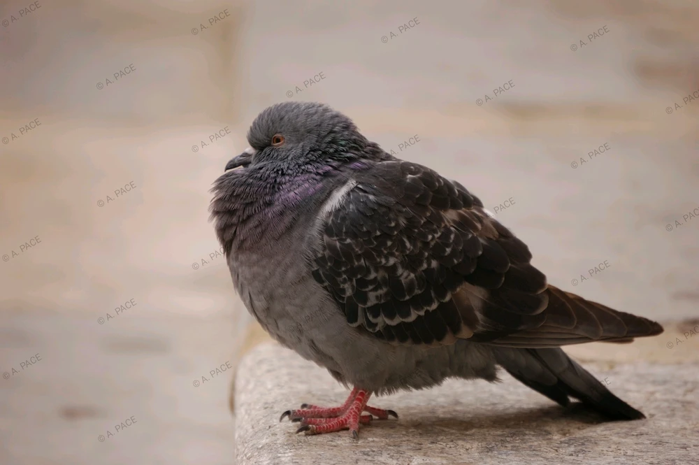 Immagine caricata da Alessandro | alpacigno