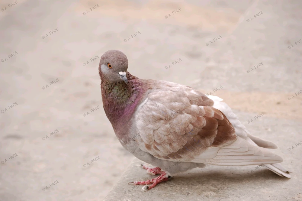 Immagine caricata da Alessandro | alpacigno