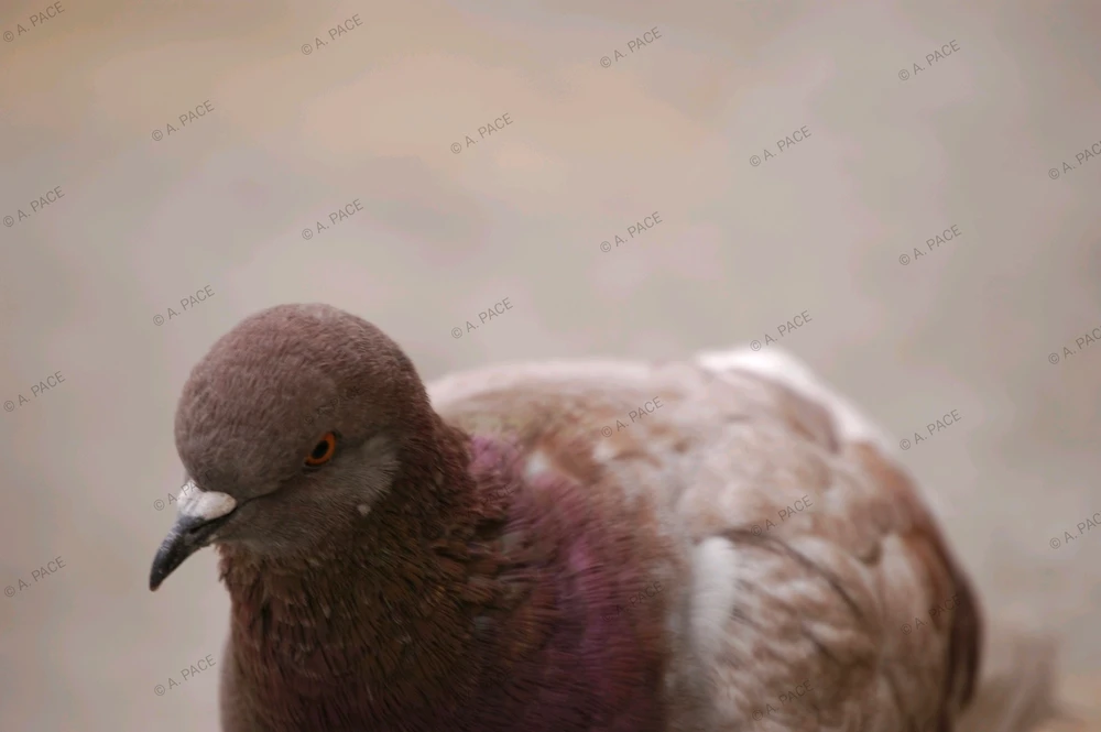 Immagine caricata da Alessandro | alpacigno