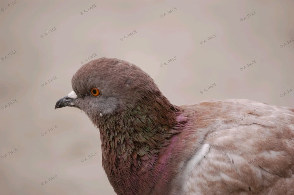 Immagine caricata da Alessandro | alpacigno