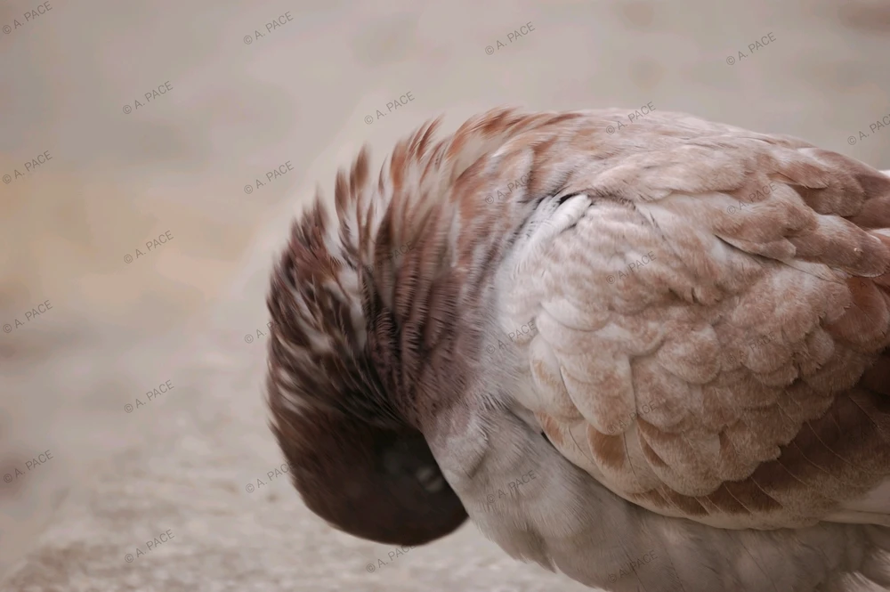 Immagine caricata da Alessandro | alpacigno