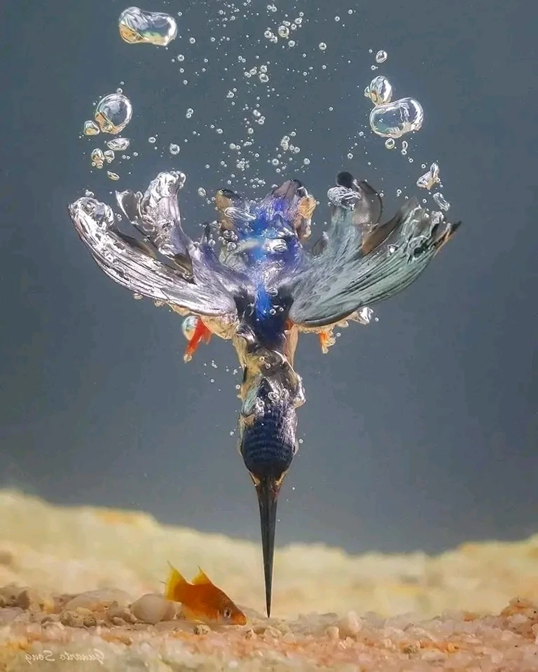 GIF ajouté par Stef