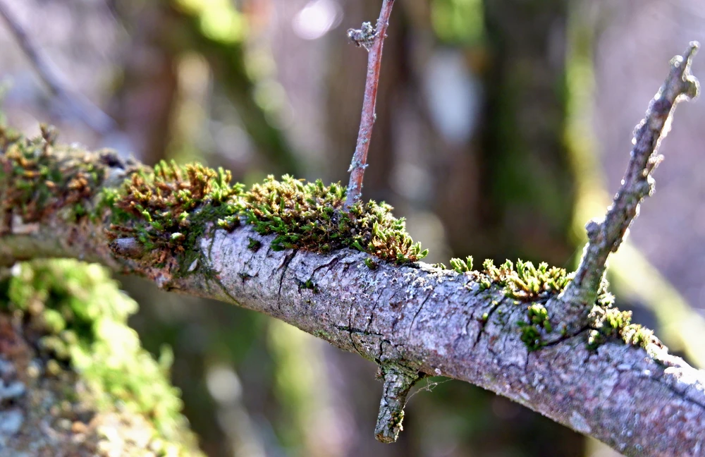 Obrázek nahrál Daniel Kovář