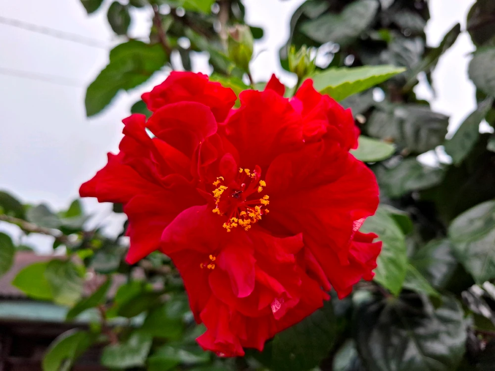 Image uploaded by Edo