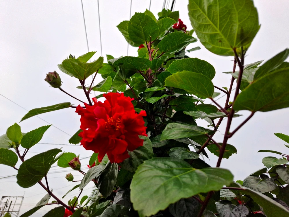 Image uploaded by Edo