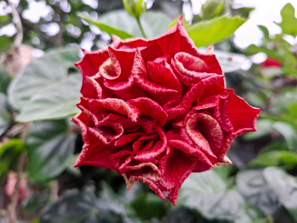 Image uploaded by Edo