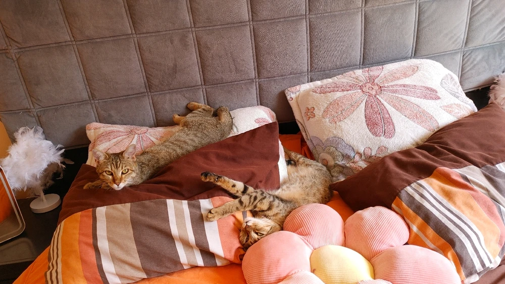 ❤ Sophia aka Mango Mami ❤️上传的GIF