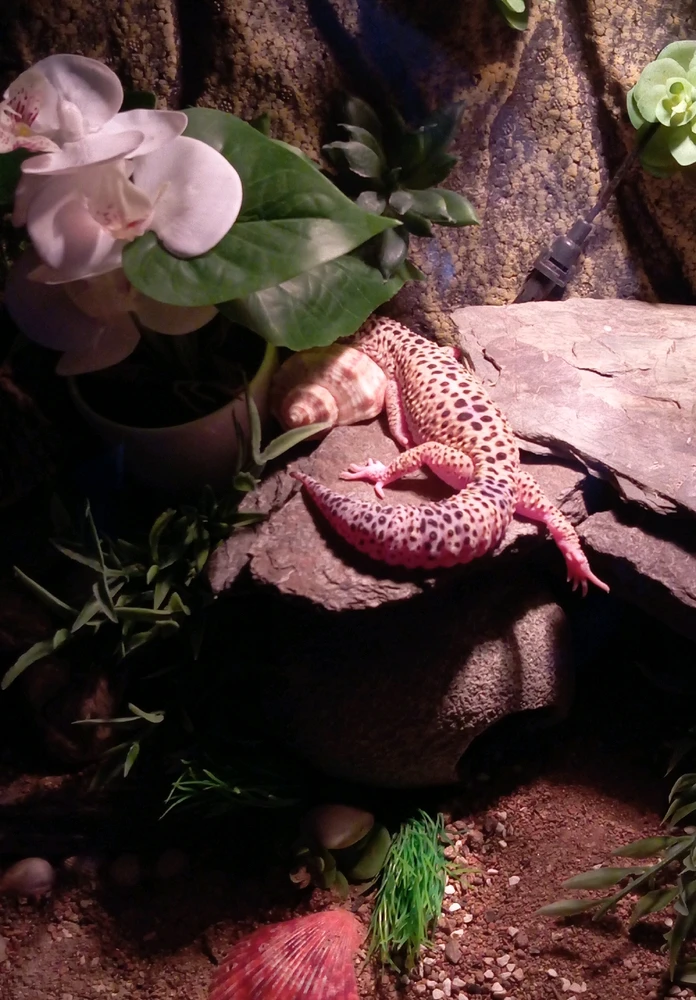 GIF hochgeladen von Danica_NightDream