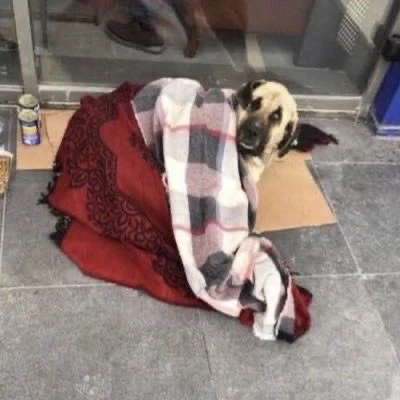 Enes tarafından yüklenen GIF