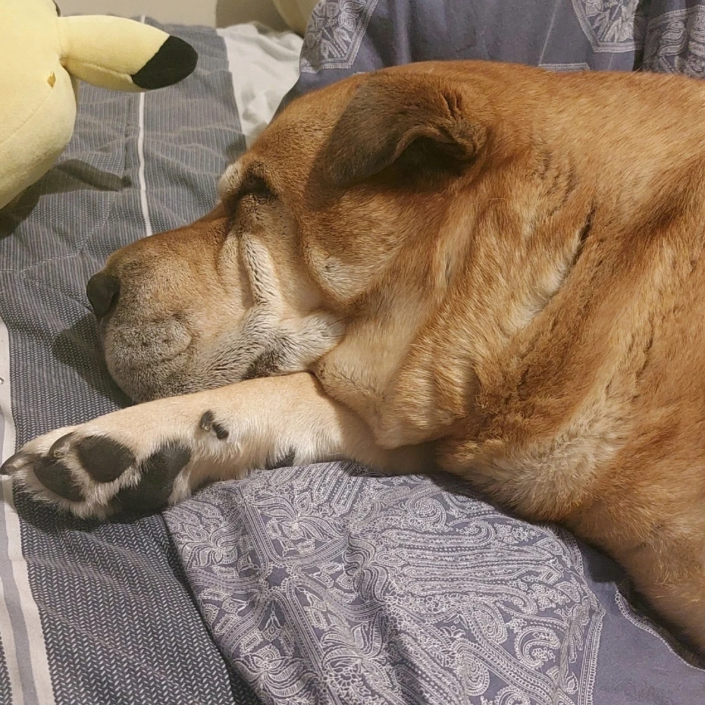 Image uploaded by Lauchlan