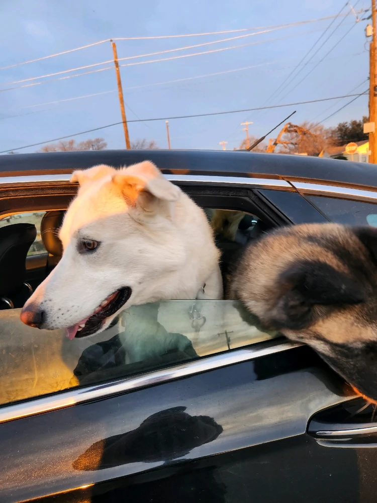 Image uploaded by Thomas